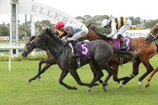 On The Rocks (NZ) claims the Group 2 Electrolux Avondale Guineas. Photo: Trish Dunell